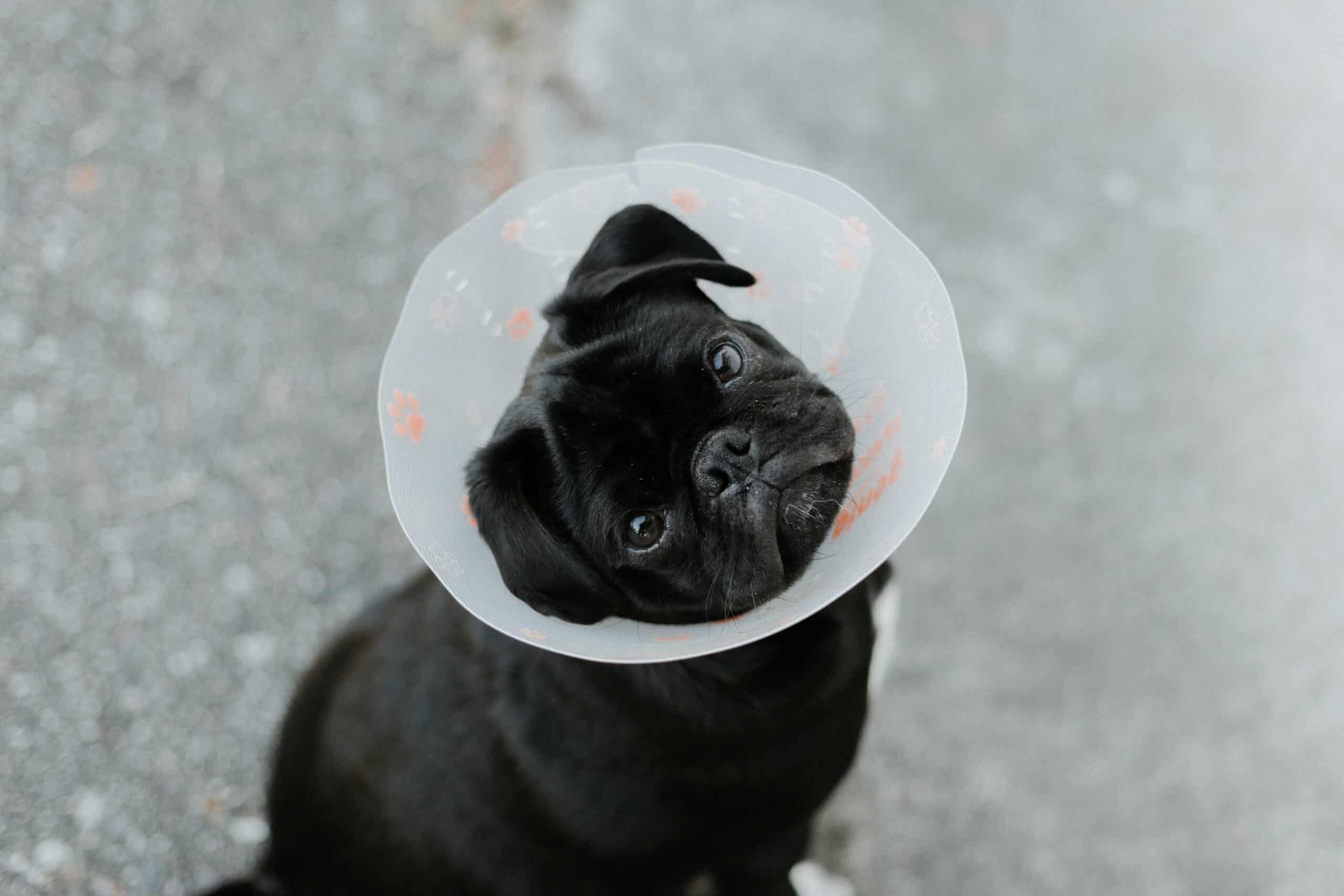 A pug in a veterinary cone